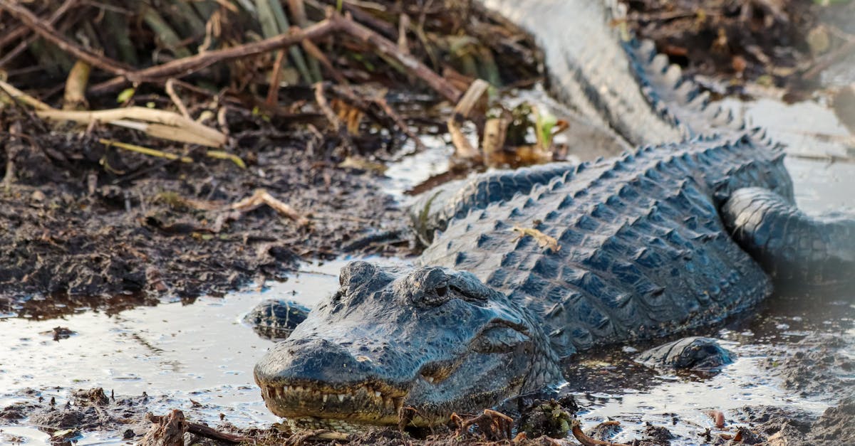 découvrez comment gérer et vérifier votre solde bancaire facilement pour mieux suivre vos finances au quotidien. conseils pratiques et outils pour surveiller votre compte en toute simplicité.