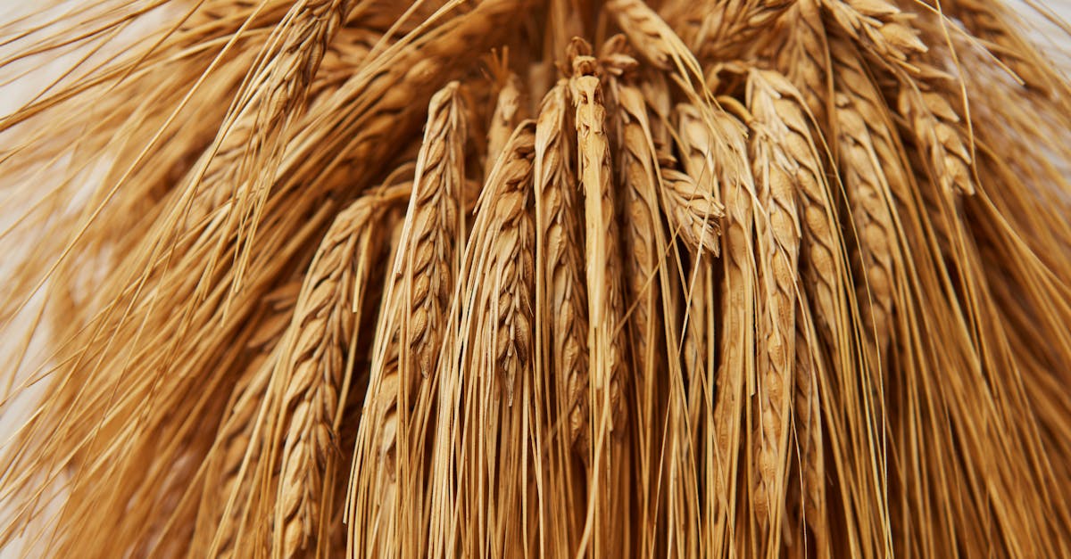 découvrez ce qu'est le hedging, une stratégie financière utilisée pour réduire les risques liés aux fluctuations du marché. apprenez les différentes méthodes de couverture et comment elles protègent vos investissements.